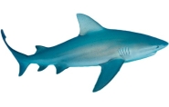 Requin bouledogue