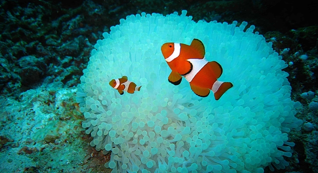 Clown fishes waiting in front of their blue anemone house, Poisson clown