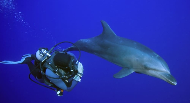 Dolphin and scuba diver side by side... Dauphin