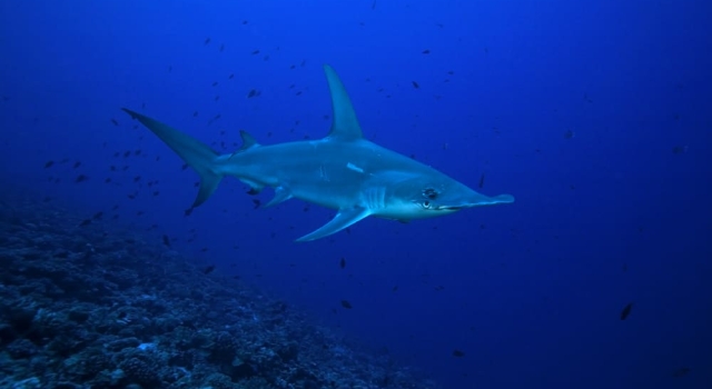 Huge Hammerhead Shark patrolling the reef in French Polynesia