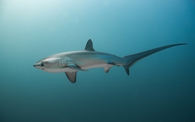 Nouvelle attaque de requin à Saint-Kitts-et-Nevis