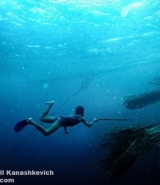 MATOS : Comment bien choisir sa combinaison de plongée ? – Voyages & Plongée  Sous Marine!
