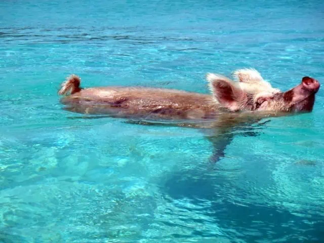 Bahamas