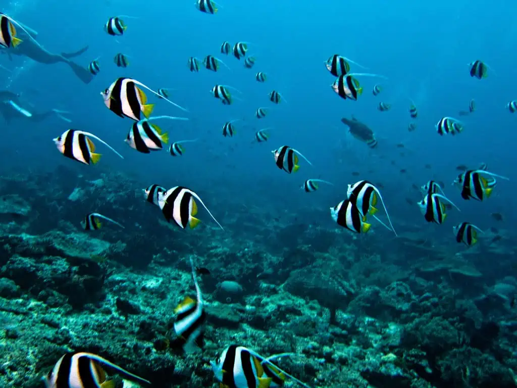 Bunaken, Manado