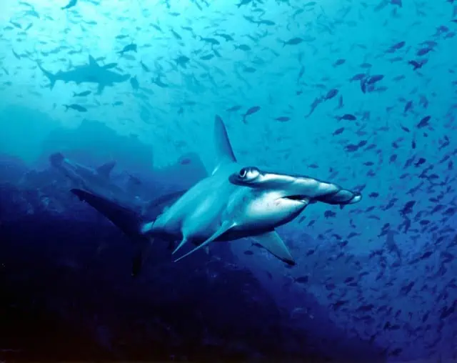 Galapagos