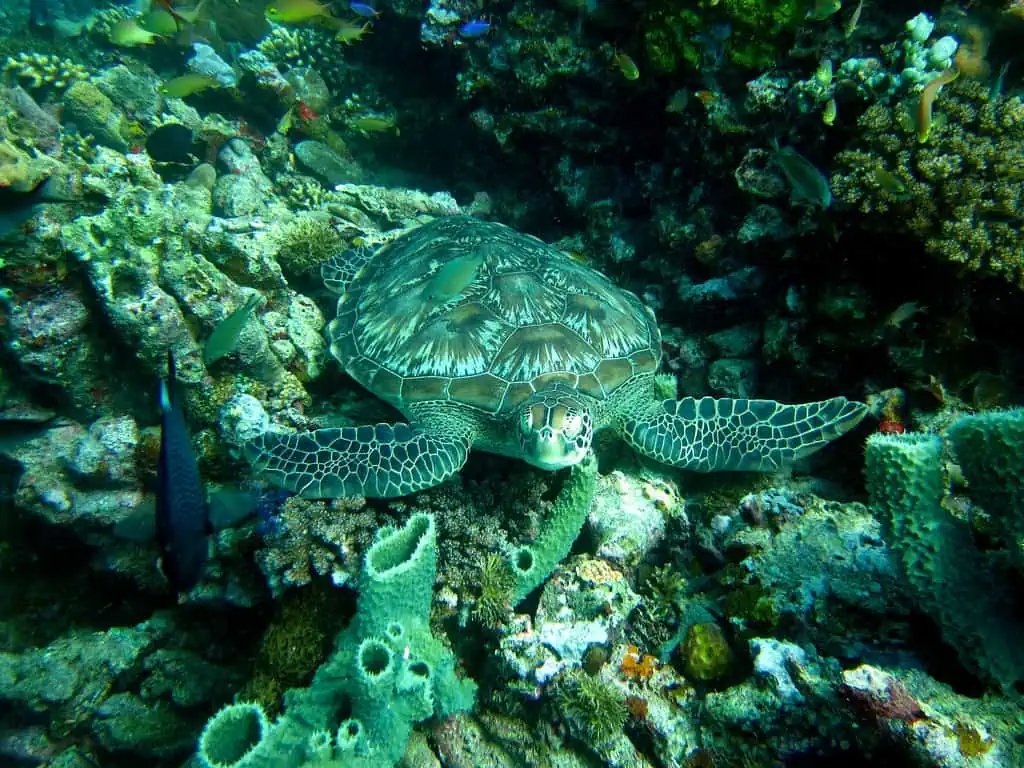 Îles Gilis, Lombok