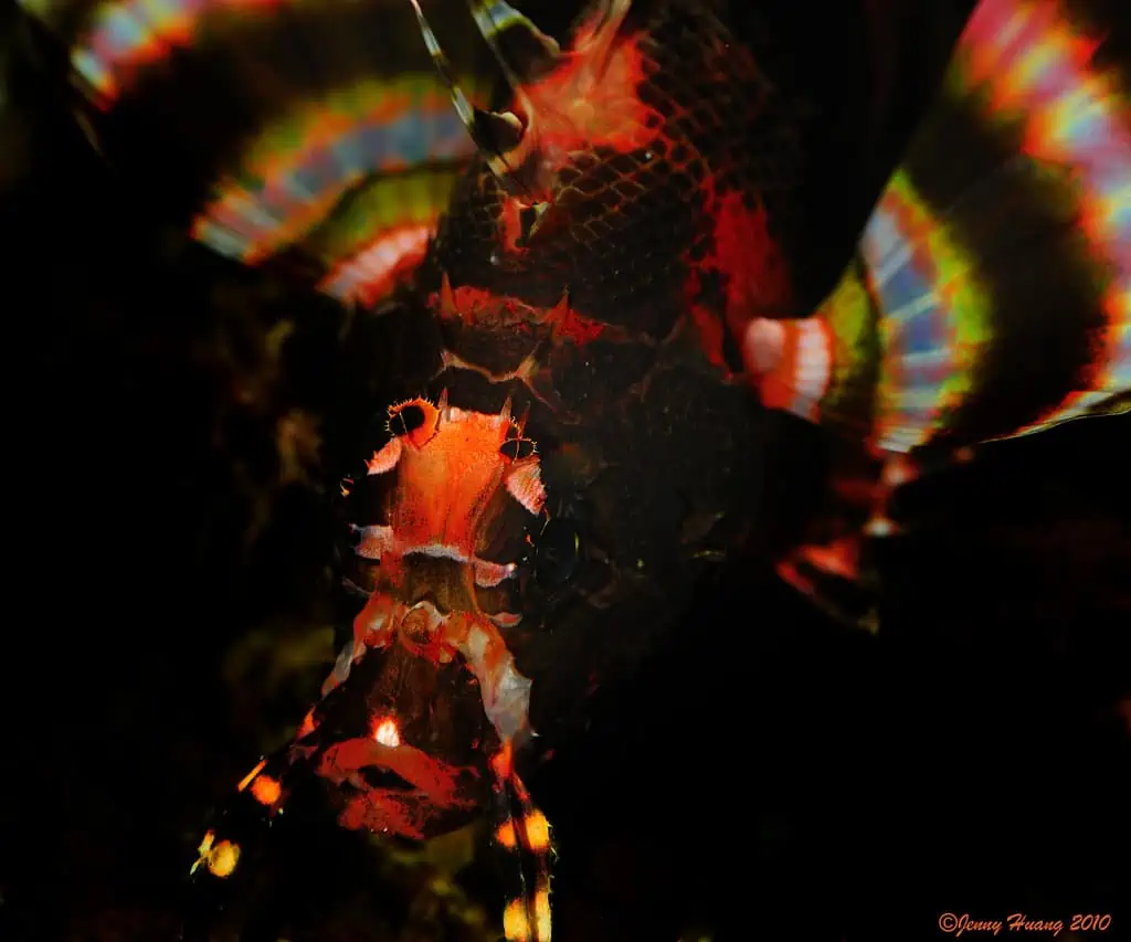 Lembeh Strait