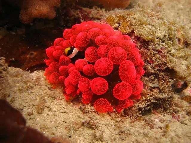 Malaisie