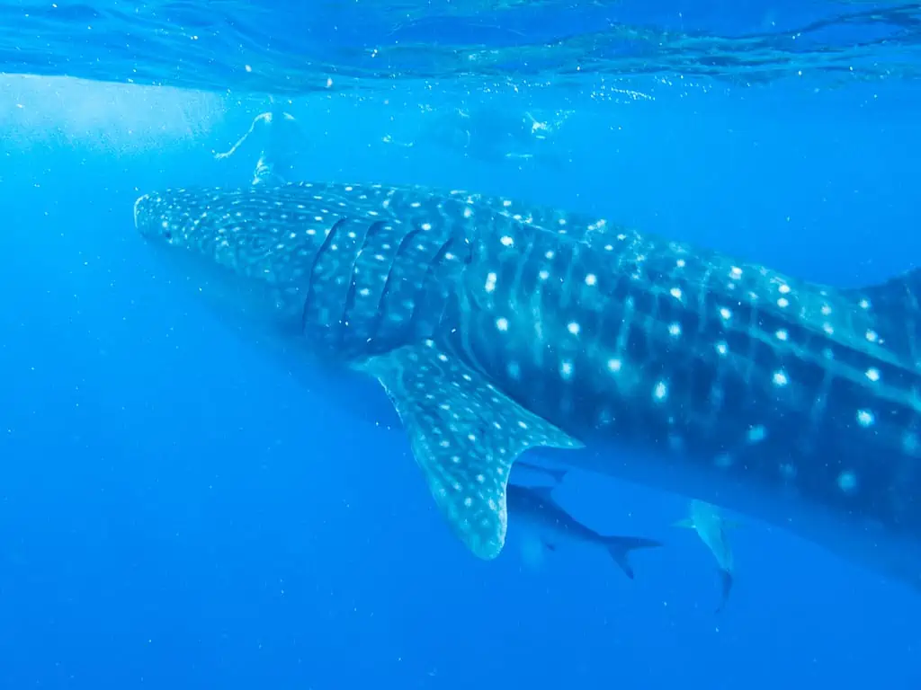 Récif de Ningaloo