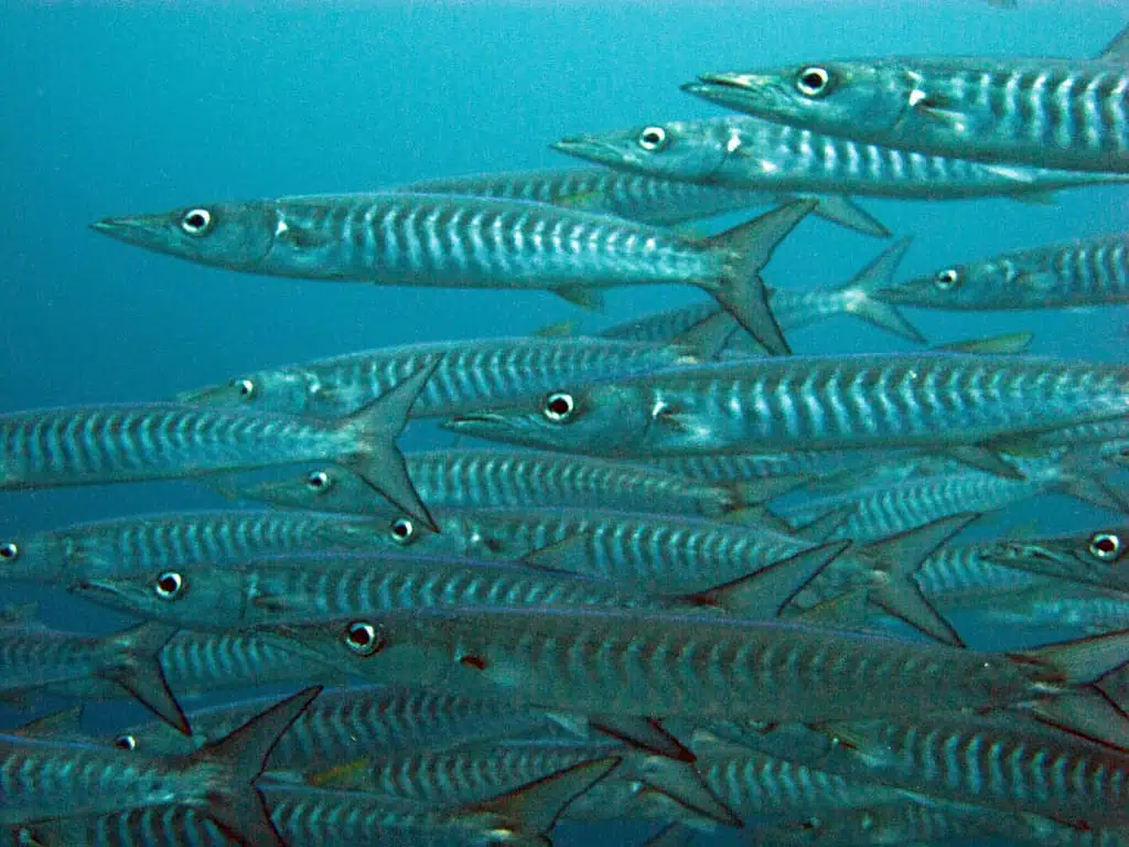 Raja Ampat