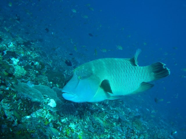 retouching photo of image underwater