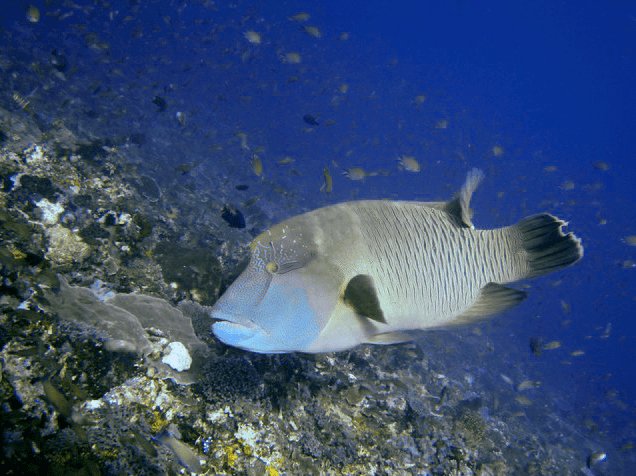 retouch photo of image underwater