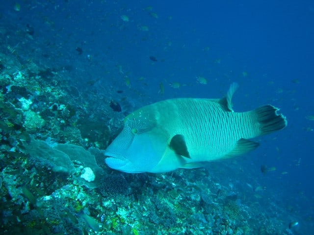 Retouch your underwater photos with Photoshop! – Scuba Diving Reviews ...
