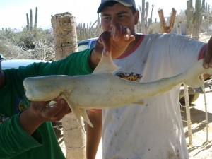 Le Requin Cyclope découvert au Mexique