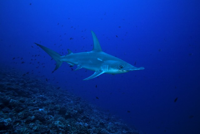 requin marteau à rangiroa