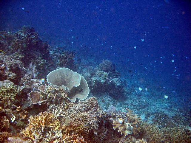coraux profonds tombant Bunaken