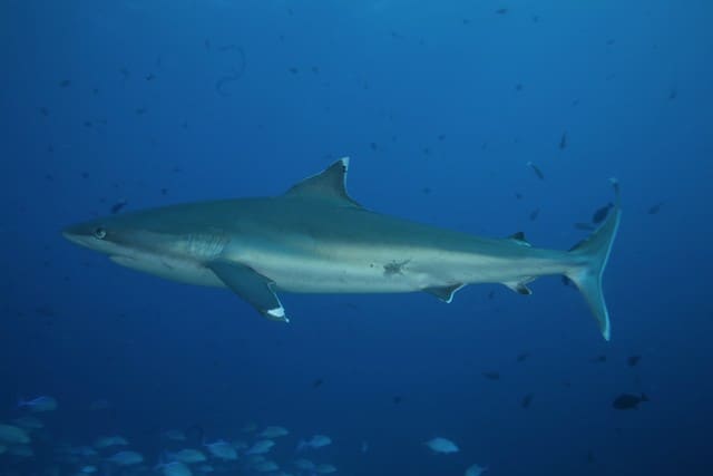 requin de rangiroa en plongee a la passe d'avatoru