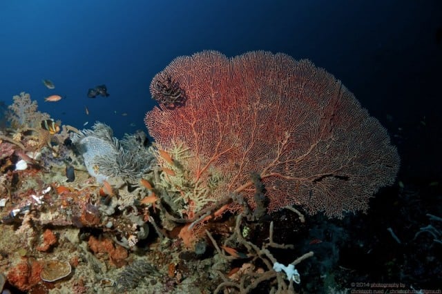 raja ampat corail