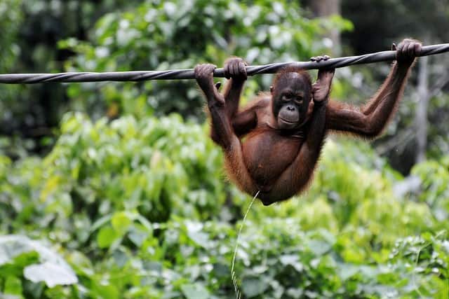 Orang-outan dans la forêt de Bornéo en malaisie