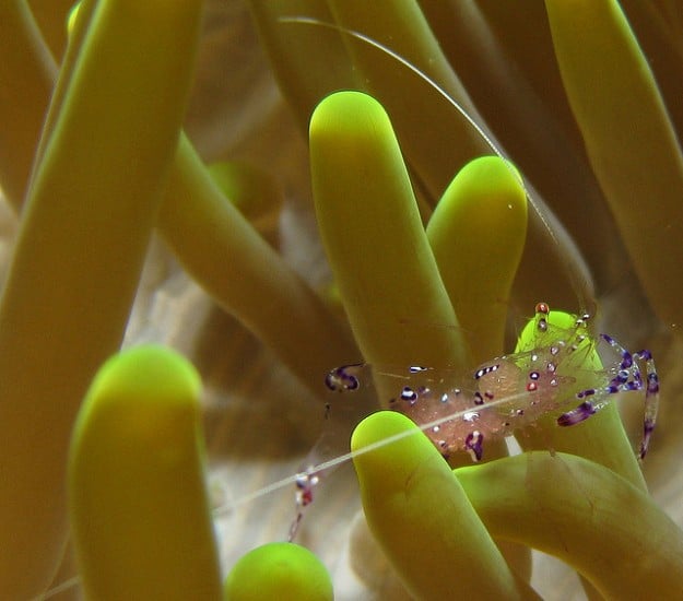 petite crevette nettoyeuse dans anémone à Wakatobi