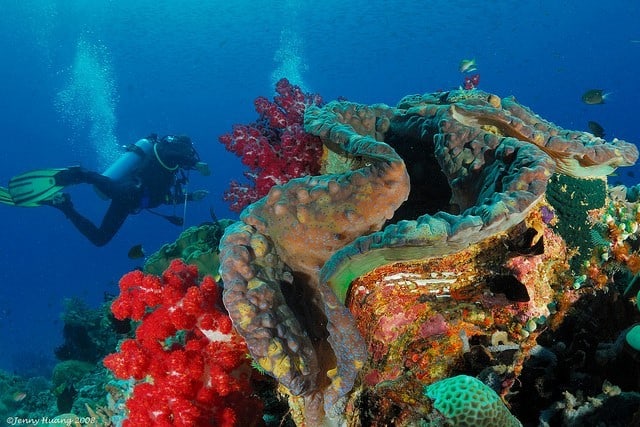 croisiere plongee raja ampat papouasie