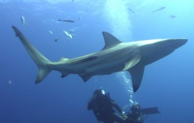 blog plongee requin tigre afrique du sud