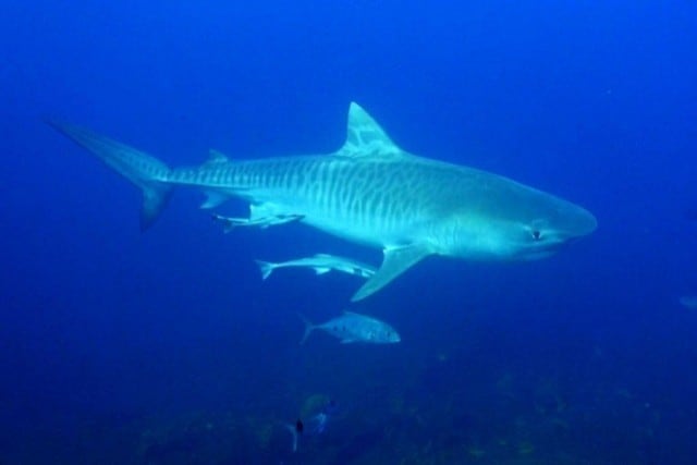 blog plongee requin tigre en afrique du sud