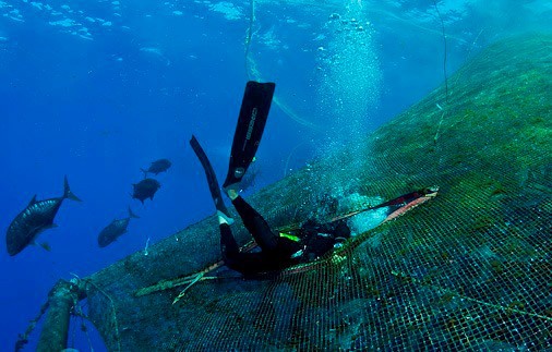 plongeur sur ferme d'aquaculture