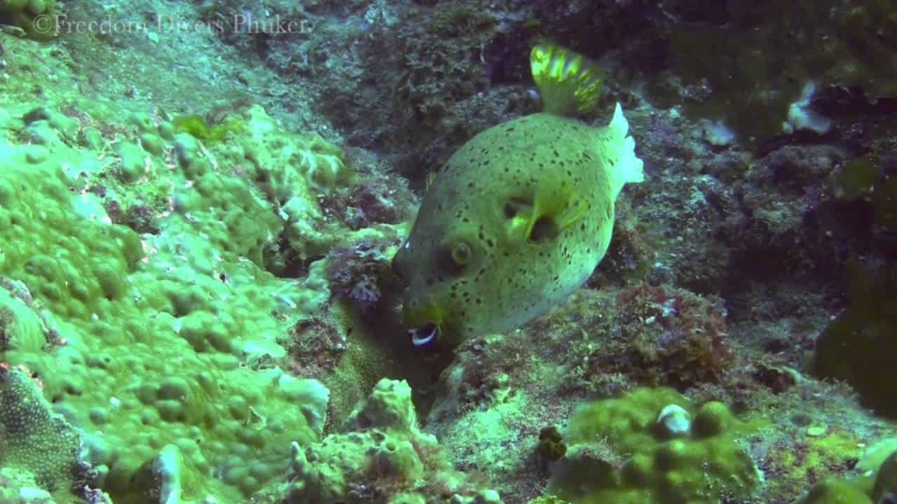 MV Scuba Explorer
