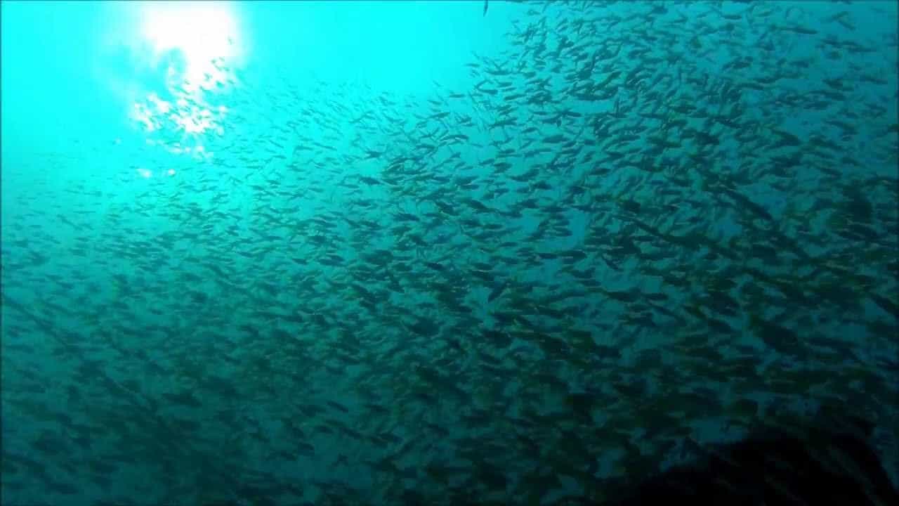KM Raja Manta (White Manta)