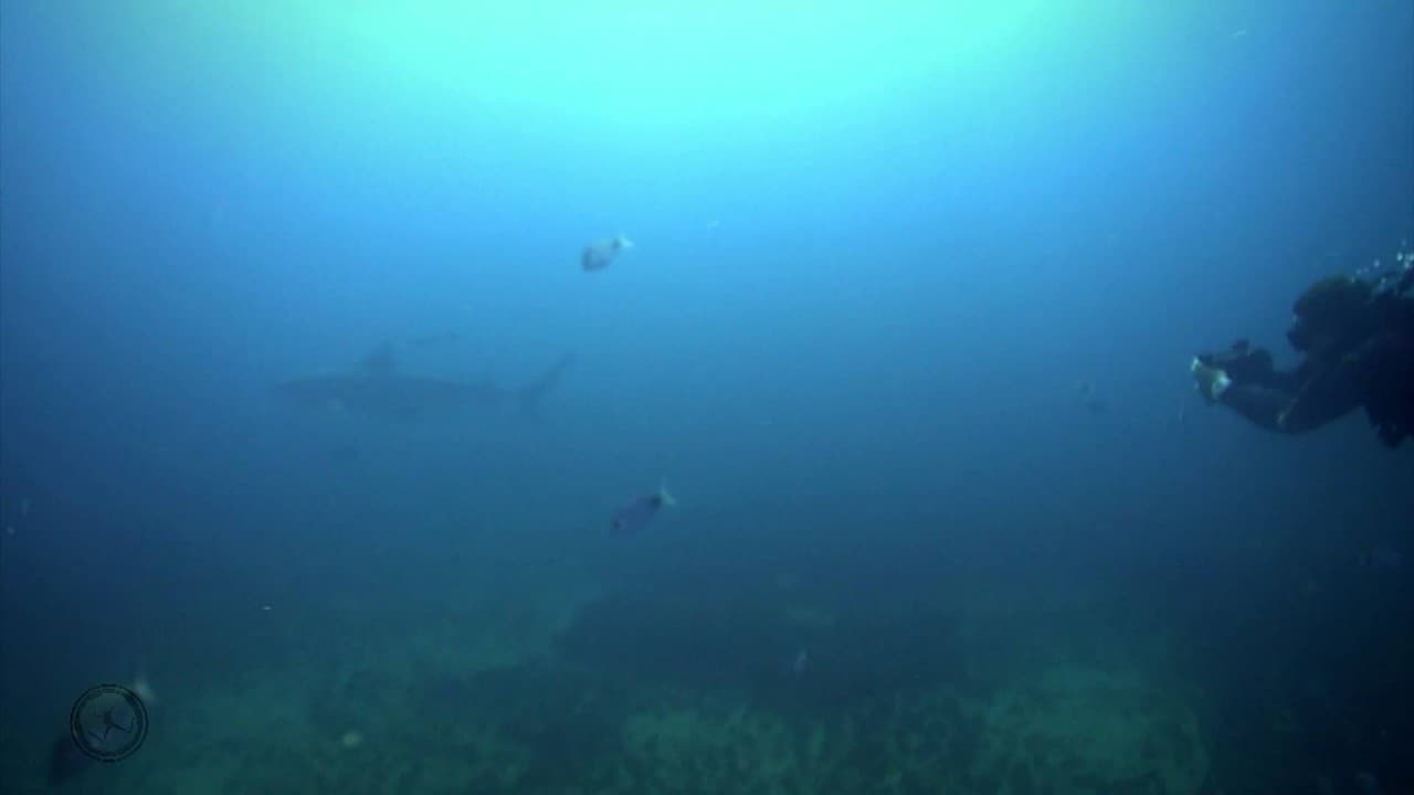 VOYAGE : plongée requin à Aliwal Shoal, Afrique du Sud