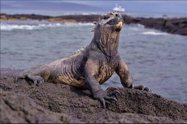 best diving in the galapagos islands