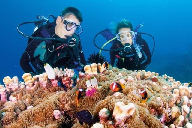 meilleures croisieres plongee grande barriere de corail