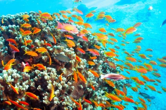 meilleurs sites plongee sous marine aqaba