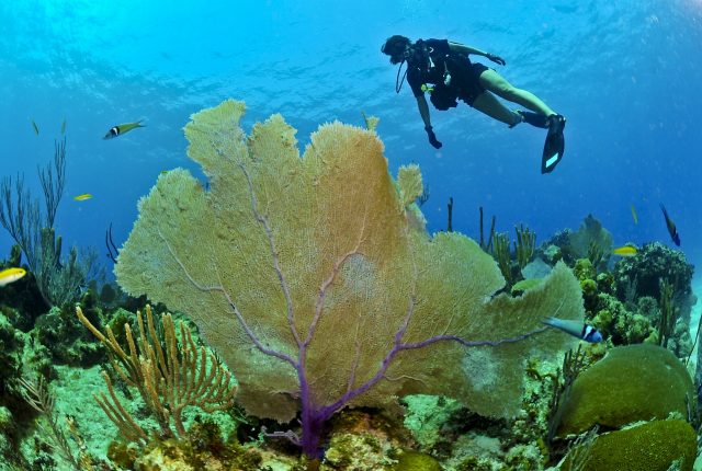 croisiere plongee sous marine coraux plongeur