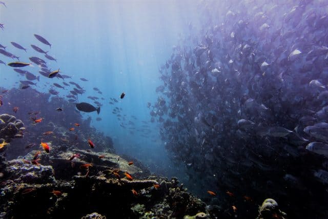 plongee sous marine responsable environnement