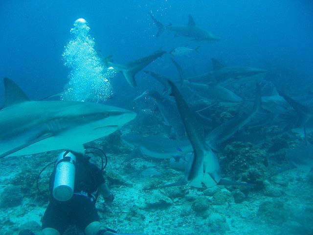 Apprendre la Plongée sous-marine à Roatan - Roatan Diving