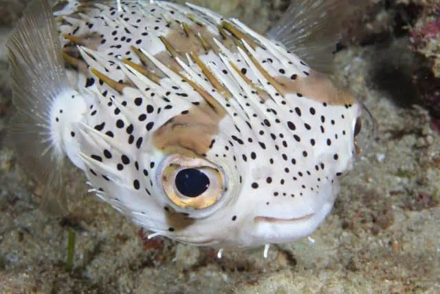 plongee sous marine okinawa japon