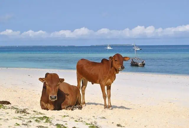 avis voyage tanzanie