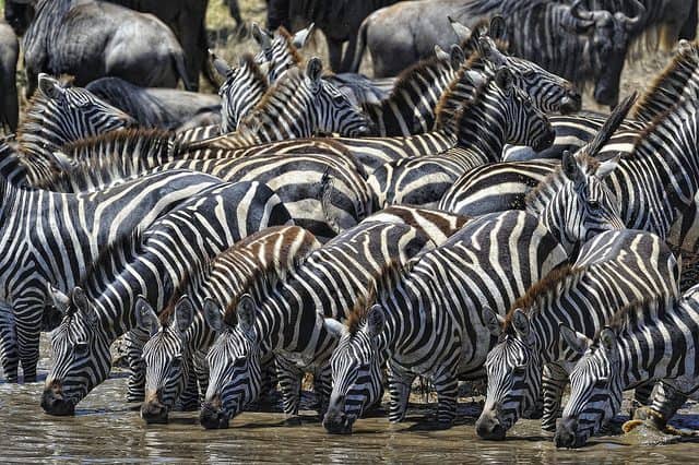 voyage safari tanzanie