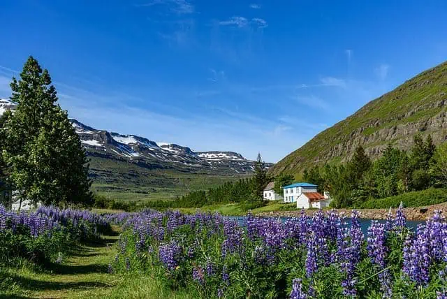 avis plongee islande