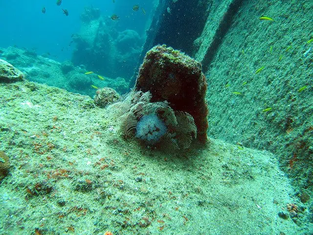 avis sur la plongee a aruba