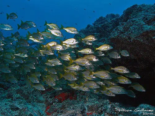 avis plongee sous marine iles canaries