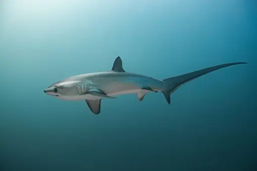 Rencontre avec les requins-renards aux Philippines